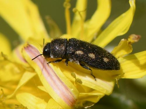Réf. 231 552 : Acmaeodera bipunctata